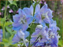 Delphinium &#39;Magic Fountains Sky Blue White Bee&#39;