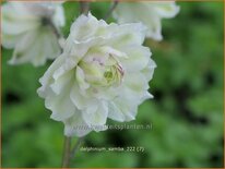 Delphinium &#39;Samba&#39; (pot 11 cm)