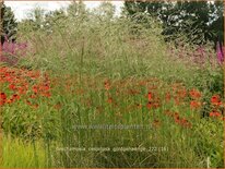 Deschampsia cespitosa &#39;Goldgehänge&#39;