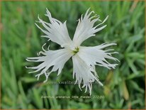 Dianthus arenarius &#39;Little Maiden&#39;