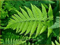 Dryopteris coreano &#39;Montana&#39;