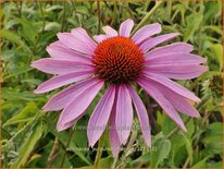 Echinacea purpurea &#39;Magnus&#39;