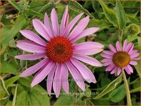 Echinacea purpurea &#39;Magnus&#39;