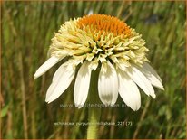 Echinacea purpurea &#39;Milkshake&#39;