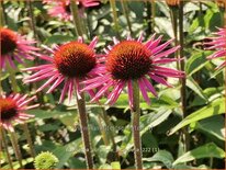 Echinacea purpurea &#39;Pica Bella&#39;