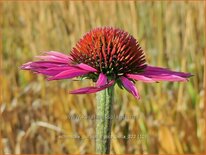 Echinacea purpurea &#39;Pica Bella&#39;