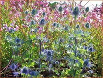 Eryngium planum &#39;Magical Blue Lagoon&#39;