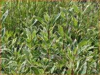 Eupatorium fortunei &#39;Capri&#39;