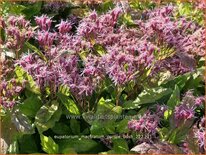 Eupatorium maculatum &#39;Purple Bush&#39;