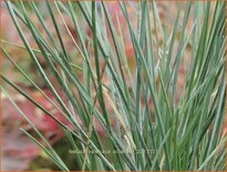 Festuca valesiaca &#39;Silbersee&#39;