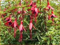 Fuchsia &#39;David&#39;