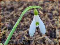 Galanthus 'Atkinsii'