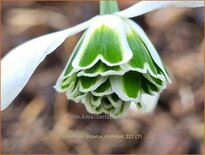 Galanthus plicatus &#39;Dionysus&#39;