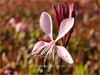 Gaura lindheimeri &#39;Gaudi Pink&#39;