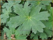 Geranium &#39;Fay Anna&#39;