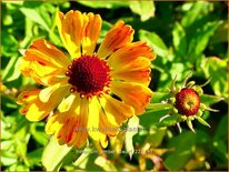 Helenium 'Amber Dwarf'