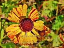 Helenium 'Kleine Aprikose'