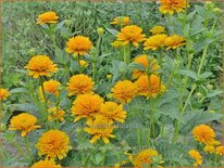 Heliopsis helianthoides &#39;Asahi&#39;