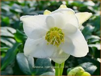 Helleborus niger &#39;Praecox&#39;