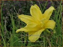 Hemerocallis &#39;Double River Wye&#39;