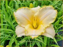 Hemerocallis 'Serena Sunburst'