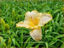 Hemerocallis 'Serena Sunburst'