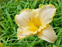 Hemerocallis 'Serena Sunburst'