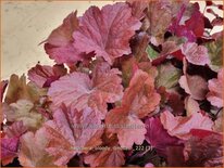 Heuchera &#39;Bloody Dinosaur&#39;