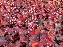 Heuchera &#39;Fire Chief&#39;