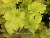 Heuchera &#39;Lime Marmalade&#39;