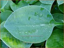 Hosta &#39;Blue Cadet&#39;