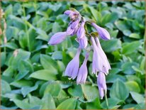 Hosta &#39;Blue Cadet&#39;