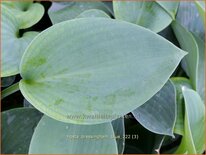 Hosta 'Bressingham Blue'