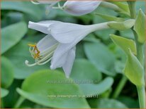 Hosta 'Bressingham Blue'