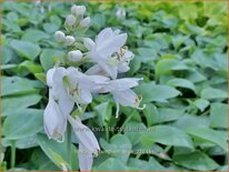 Hosta 'Bressingham Blue'