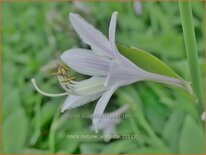 Hosta fortunei &#39;Albopicta&#39;