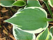 Hosta &#39;Minuteman&#39;