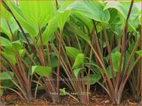 Hosta &#39;Purple Heart&#39;