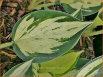 Hosta &#39;Revolution&#39;