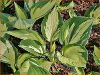 Hosta &#39;Revolution&#39;