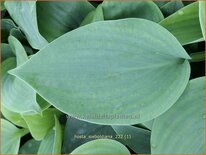 Hosta sieboldiana