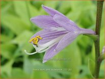 Hosta &#39;Sum and Substance&#39;