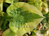 Hosta 'Summer Breeze'