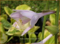 Hosta 'Summer Breeze'