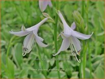 Hosta &#39;Undulata Albomarginata&#39;