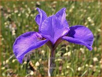 Iris sibirica &#39;Reprise&#39;