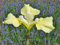 Iris sibirica &#39;Welfenfurstin&#39;