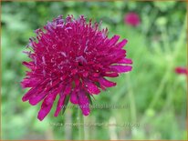 Knautia macedonica &#39;Melton Pastels&#39;