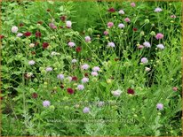 Knautia macedonica &#39;Melton Pastels&#39;