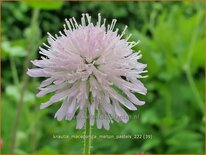 Knautia macedonica &#39;Melton Pastels&#39;